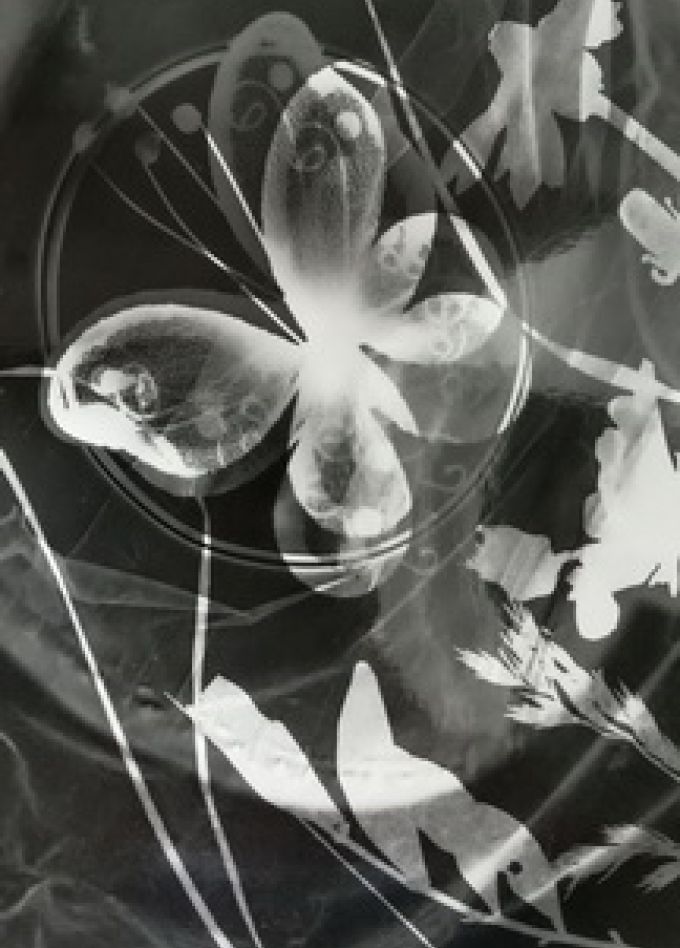 Удивительные фотограммы. Интерактивное занятие