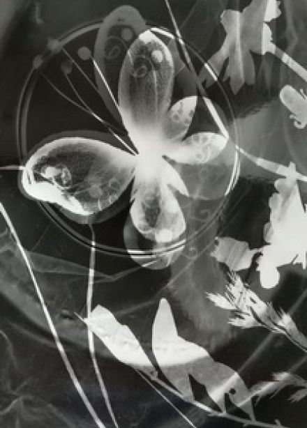 Удивительные фотограммы. Интерактивное занятие